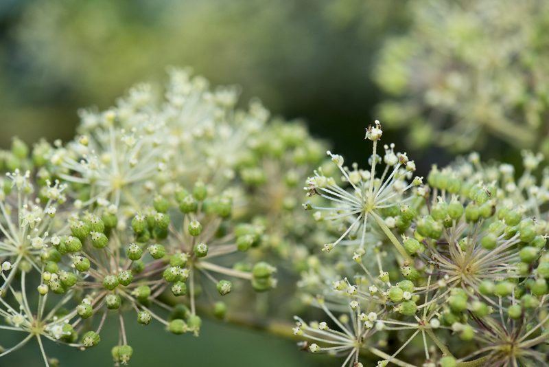 Aralia cordata, photographed by Licheng Shih