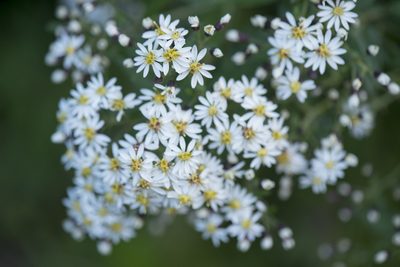 Aster taiwanensis, photographed by Licheng Shih