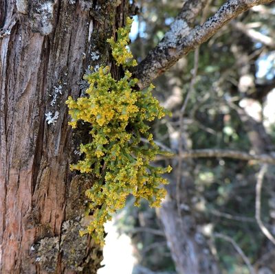 Arceuthobium oxycedri, photographed by Antón David Pérez Rodríguez