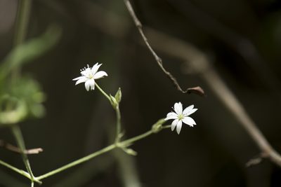 Cerastium morrisonense, photographed by Licheng Shih