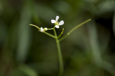 Arabidopsis lyrata, photographed by Licheng Shih