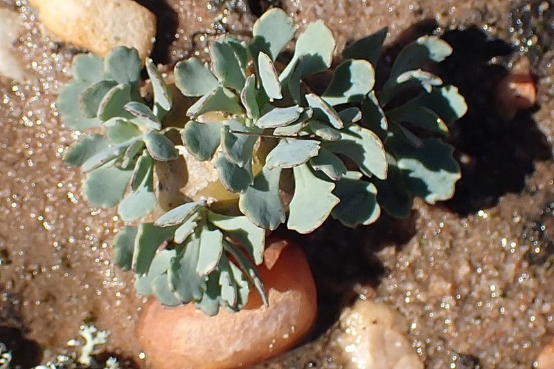 Othonna cacalioides, photographed by Di Turner