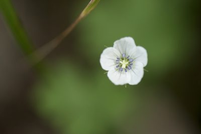 Geranium suzukii, photographed by Licheng Shih