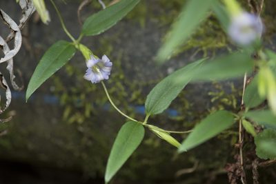 Tripterospermum lanceolatum, photographed by Licheng Shih