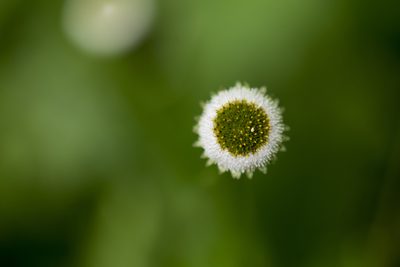 Myriactis humilis, photographed by Licheng Shih