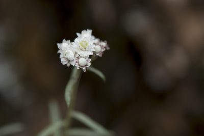 Anaphalis morrisonicola, photographed by Licheng Shih