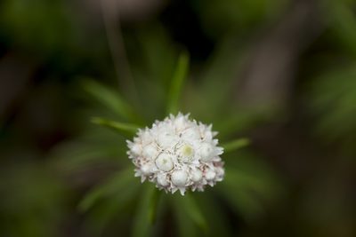 Anaphalis morrisonicola, photographed by Licheng Shih