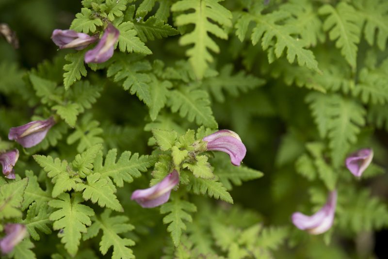 Pedicularis ikomai, photographed by Licheng Shih