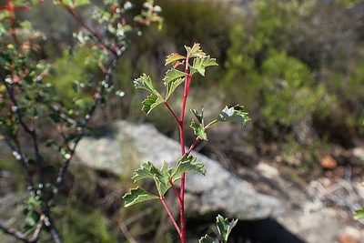 Searsia dissecta, photographed by Di Turner