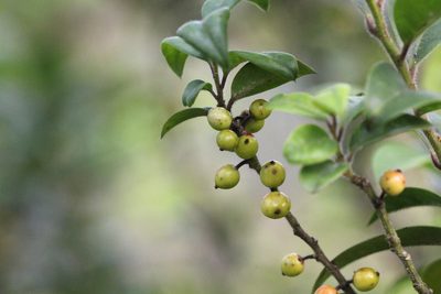 Ilex pubescens, photographed by Agnes Trekker
