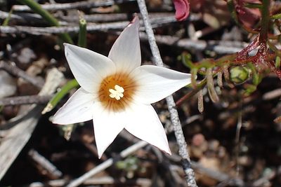 Romulea toximontana, photographed by Di Turner