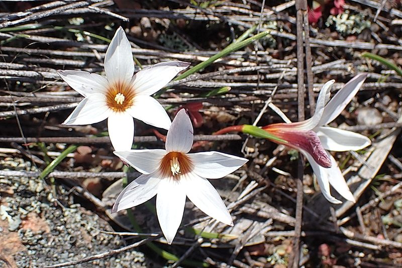 Romulea toximontana, photographed by Di Turner