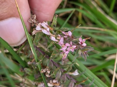 Odontites vulgaris, photographed by Piermario Maculan