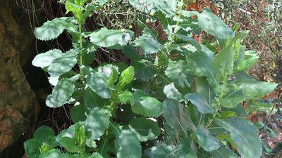 Senecio vestitus, photographed by Di Turner