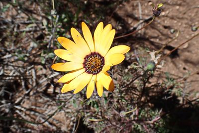 Dimorphotheca sinuata, photographed by Di Turner