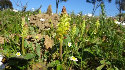 Lachenalia pallida, photographed by Paul Emms