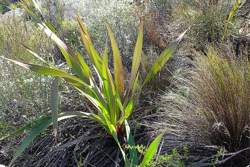 Watsonia vanderspuyae, photographed by Di Turner