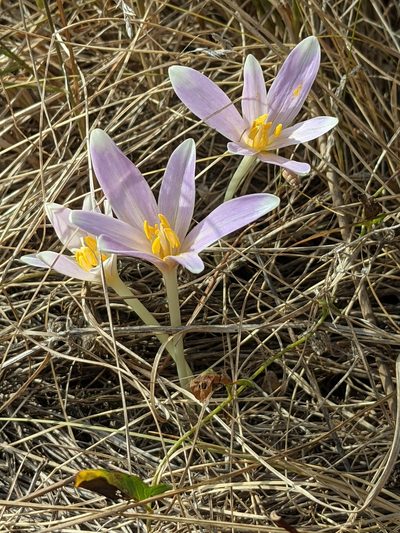 Colchicum longifolium, photographed by Denis Bastianelli