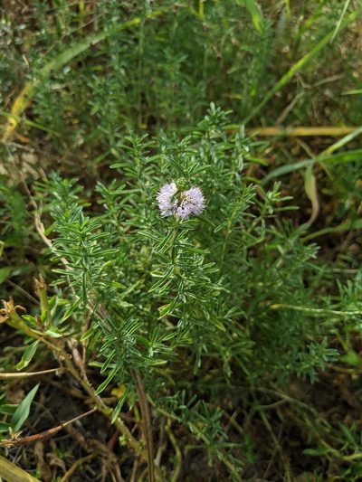 Mentha cervina, photographed by Denis Bastianelli