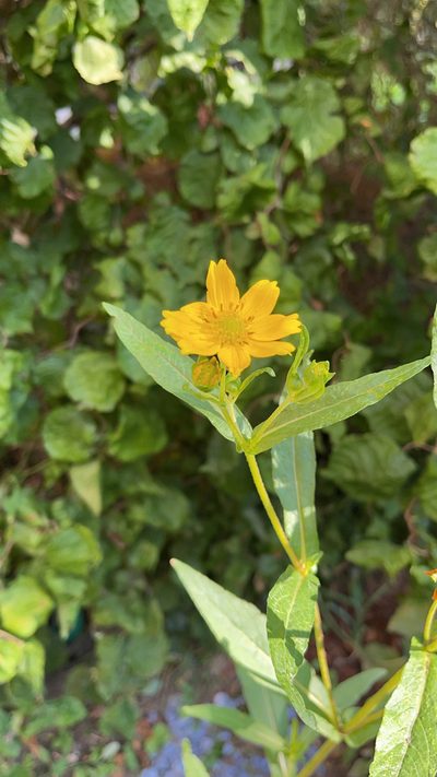 Guizotia abyssinica, photographed by Codrin Bucur