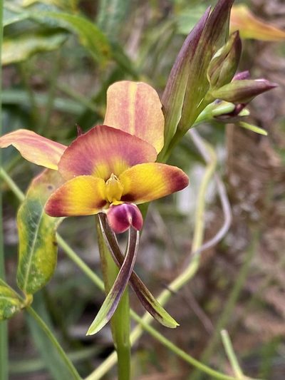 Diuris jonesii, photographed by John Van Den Nouwelant