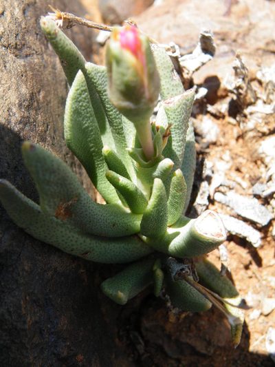 Hereroa wilmaniae, photographed by Antoinette Eyssell Knox