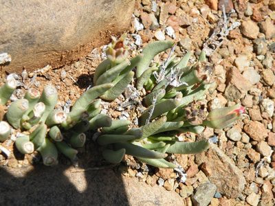 Hereroa wilmaniae, photographed by Antoinette Eyssell Knox