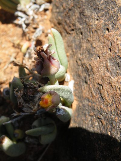 Hereroa wilmaniae, photographed by Antoinette Eyssell Knox