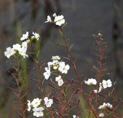 Dontostemon pinnatifidus, photographed by Анна Васильченко