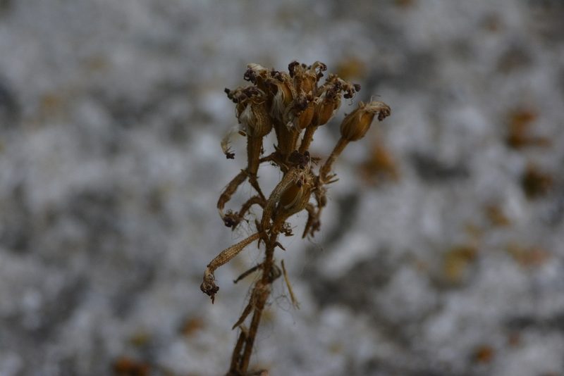 Silene andryalifolia, photographed by Karim Haddad