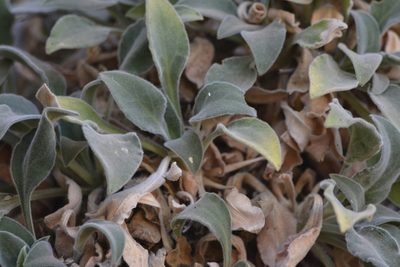 Silene andryalifolia, photographed by Karim Haddad