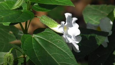 Thunbergia natalensis, photographed by Shaun Swanepoel
