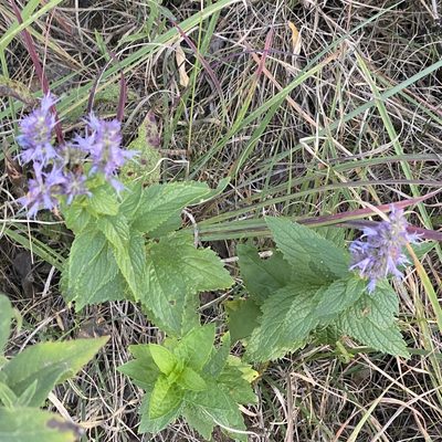 Agastache foeniculum