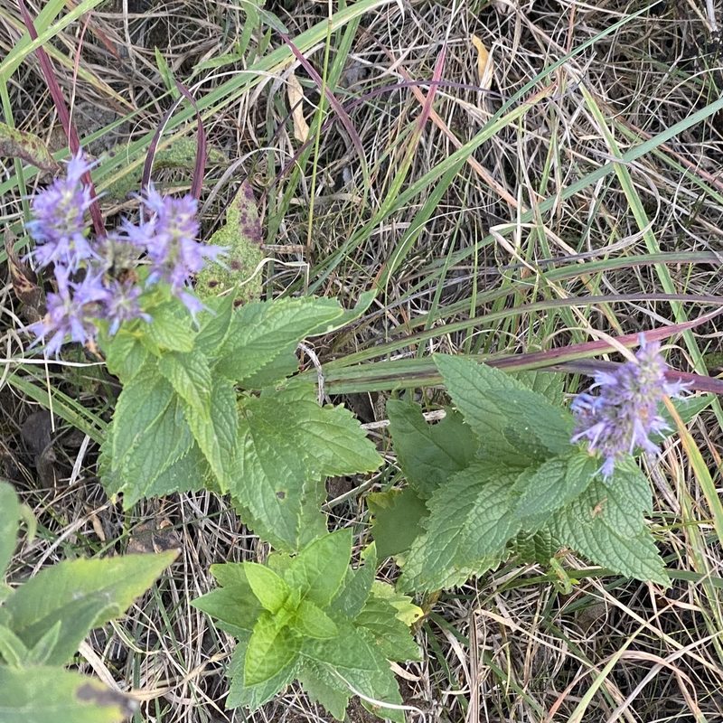 Agastache foeniculum, photographed by Michelle Orcutt