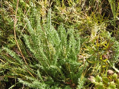 Oxytropis myriophylla, photographed by Анна Васильченко
