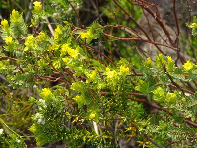 Gnidia styphelioides, photographed by Shaun Swanepoel