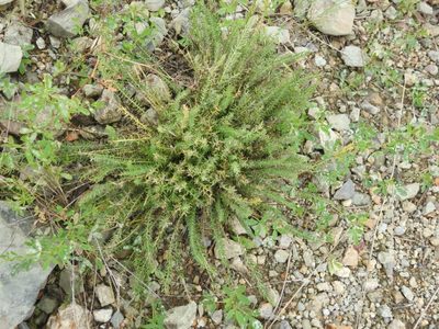 Oxytropis myriophylla, photographed by Анна Васильченко