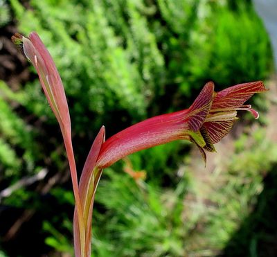 Gladiolus fourcadei, photographed by Di Turner