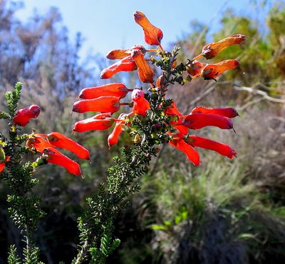 Erica inordinata, photographed by Di Turner