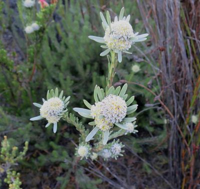 Leucadendron singulare, photographed by Di Turner