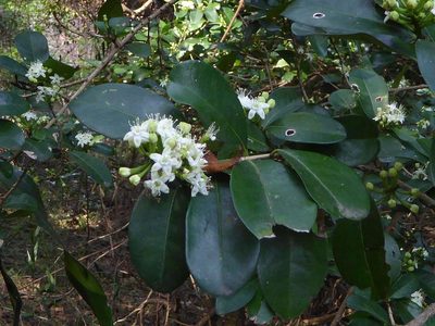 Erythroxylum emarginatum, photographed by Andrew Hankey