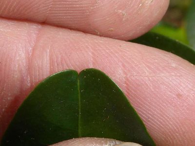 Erythroxylum emarginatum, photographed by Andrew Hankey