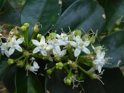 Erythroxylum emarginatum, photographed by Andrew Hankey