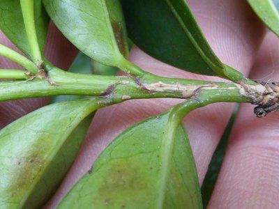 Erythroxylum emarginatum, photographed by Andrew Hankey