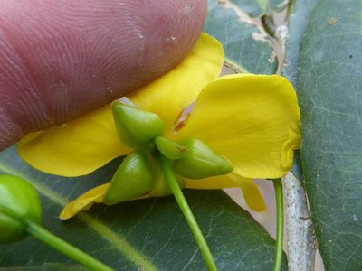 Ochna natalitia, photographed by Andrew Hankey