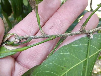 Cola natalensis, photographed by Andrew Hankey