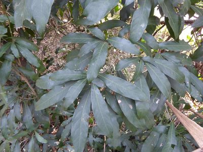 Cola natalensis, photographed by Andrew Hankey