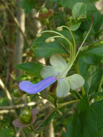 Rotheca myricoides, photographed by Andrew Hankey