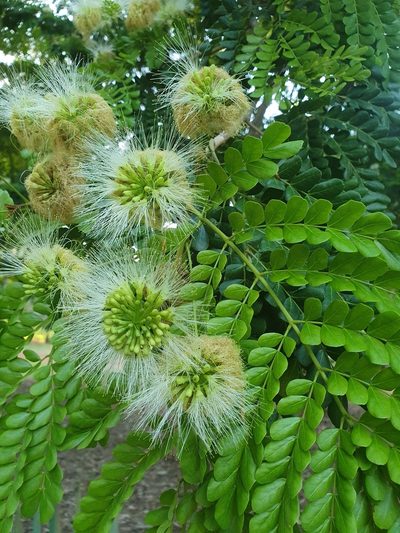 Jupunba glauca, photographed by Yolanda M. Leon