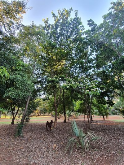 Jupunba glauca, photographed by Yolanda M. Leon